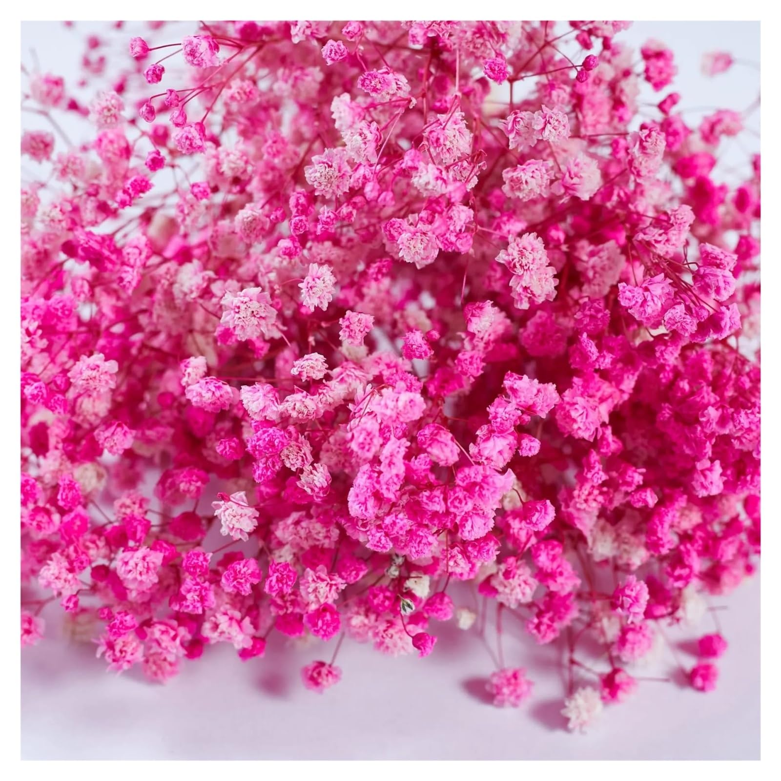 gypsophile séché 10 Bouquets de Fleurs gypsophile séchées Roses for Les événements Mariage