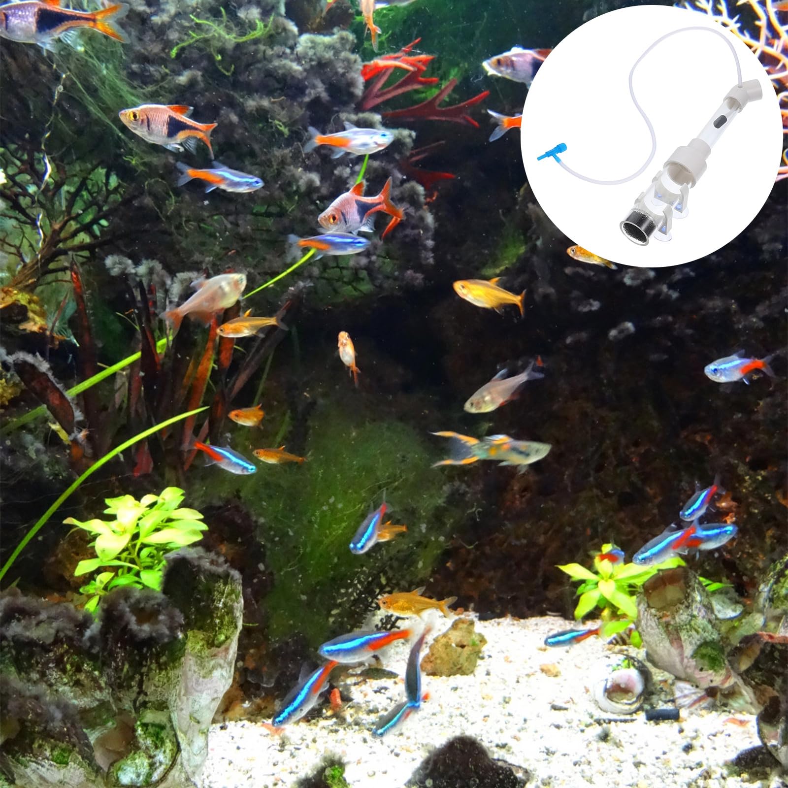 Fischzuchtröhre Acryl 40mm für Buntbarsche Maulbrüter Fischbrutapparat Aquarium Zuchtanlage Eieraufzucht Zufälliger Stil