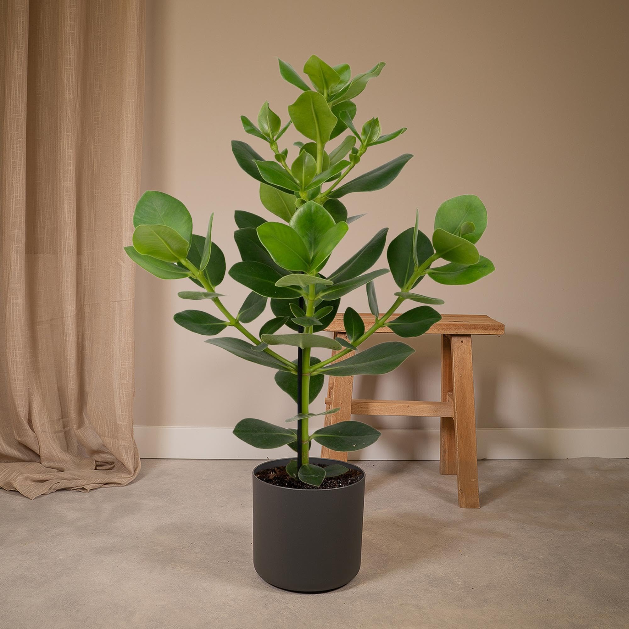 Clusia Rosea Princess zielona roślina do użytku wewnątrz i na zewnątrz, zielona, Ø 17 cm, 60 cm