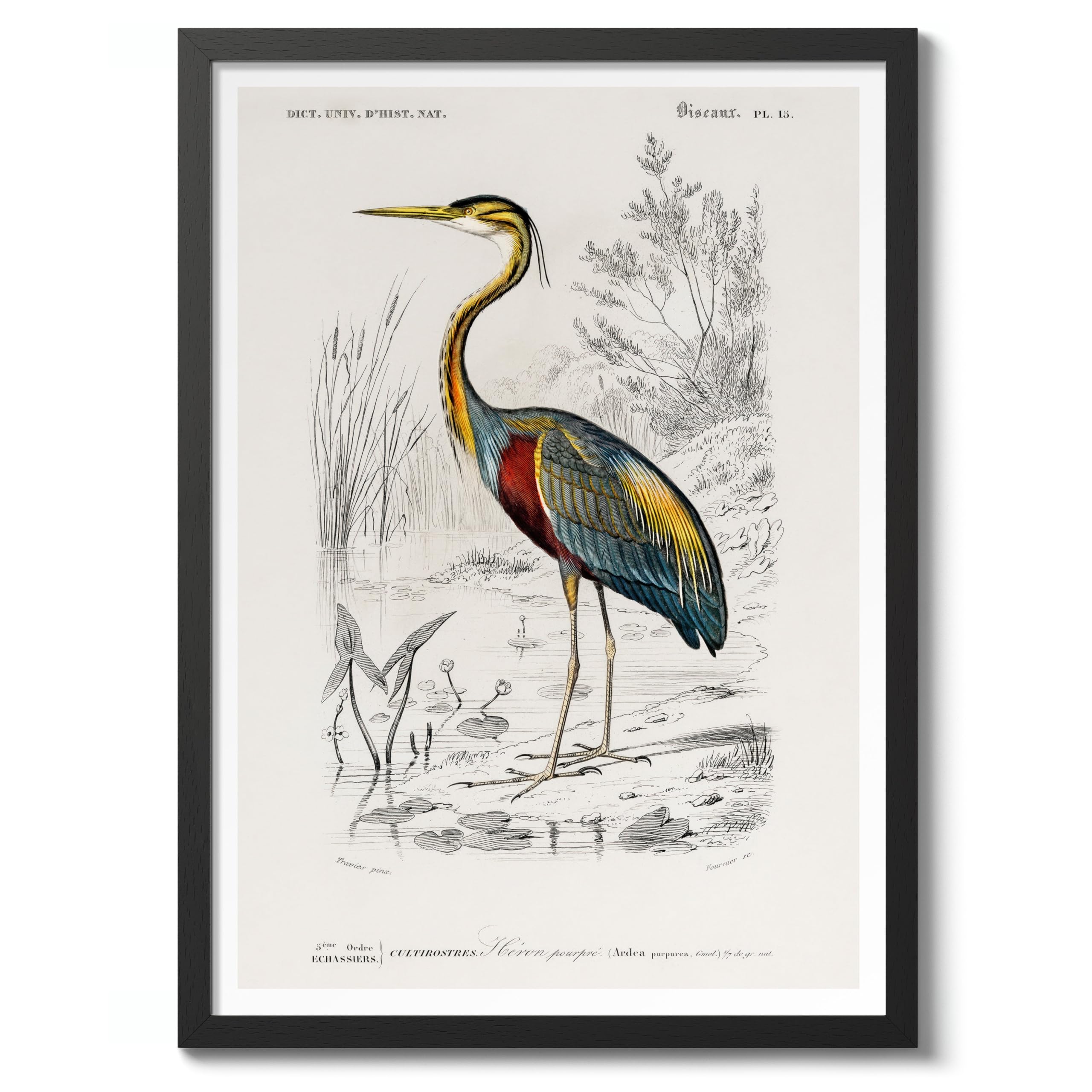 Purple Heron Charles Dessalines D'Orbigny Poster, Vintage Botanical Prints, Encyclopedia Retro Wall Art Home Decor, Archival Matte, A4 (Black Frame) - 29.7x21cm โ image 1
