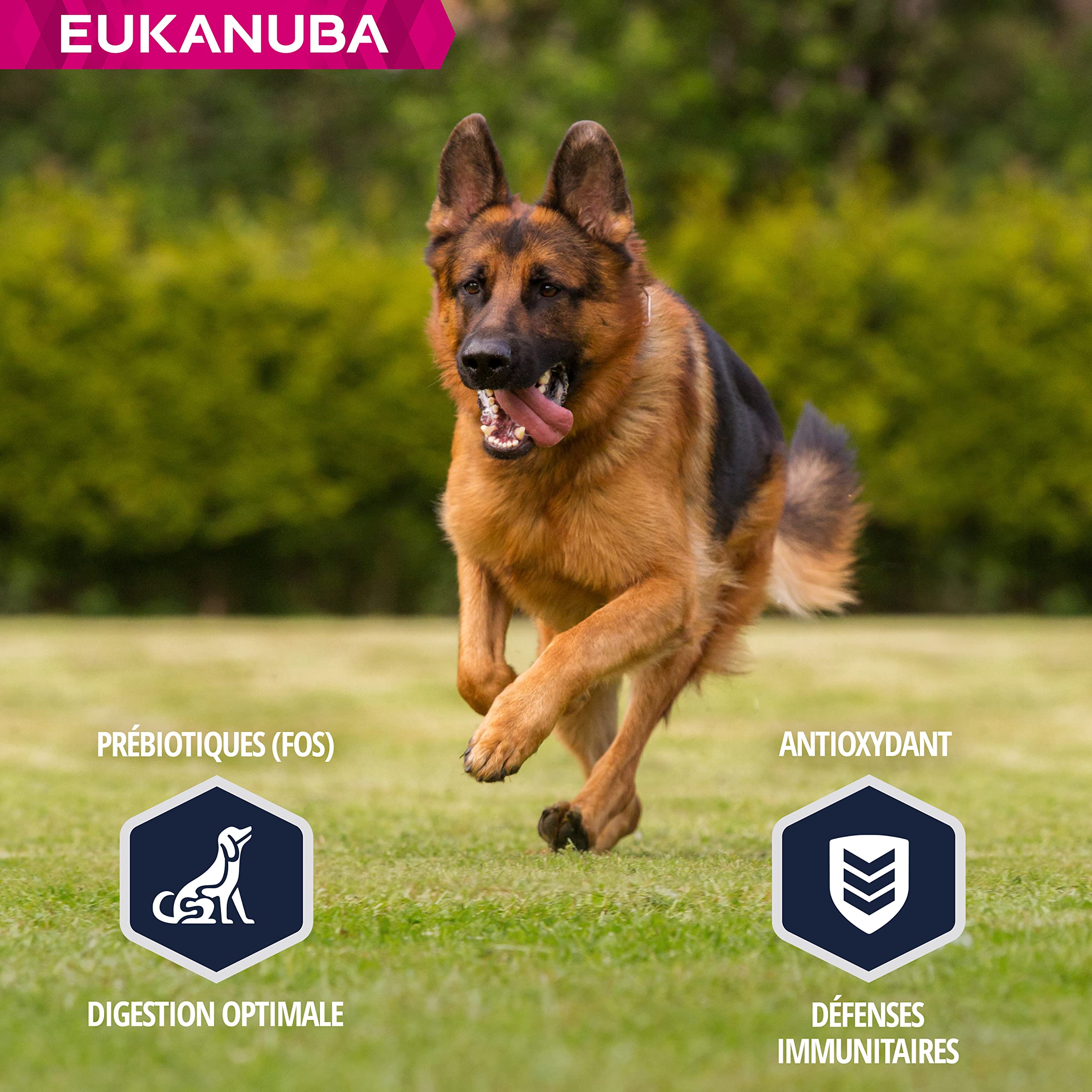 Eukanuba Chien Nourriture sèche Berger Allemand Poulet 12kg