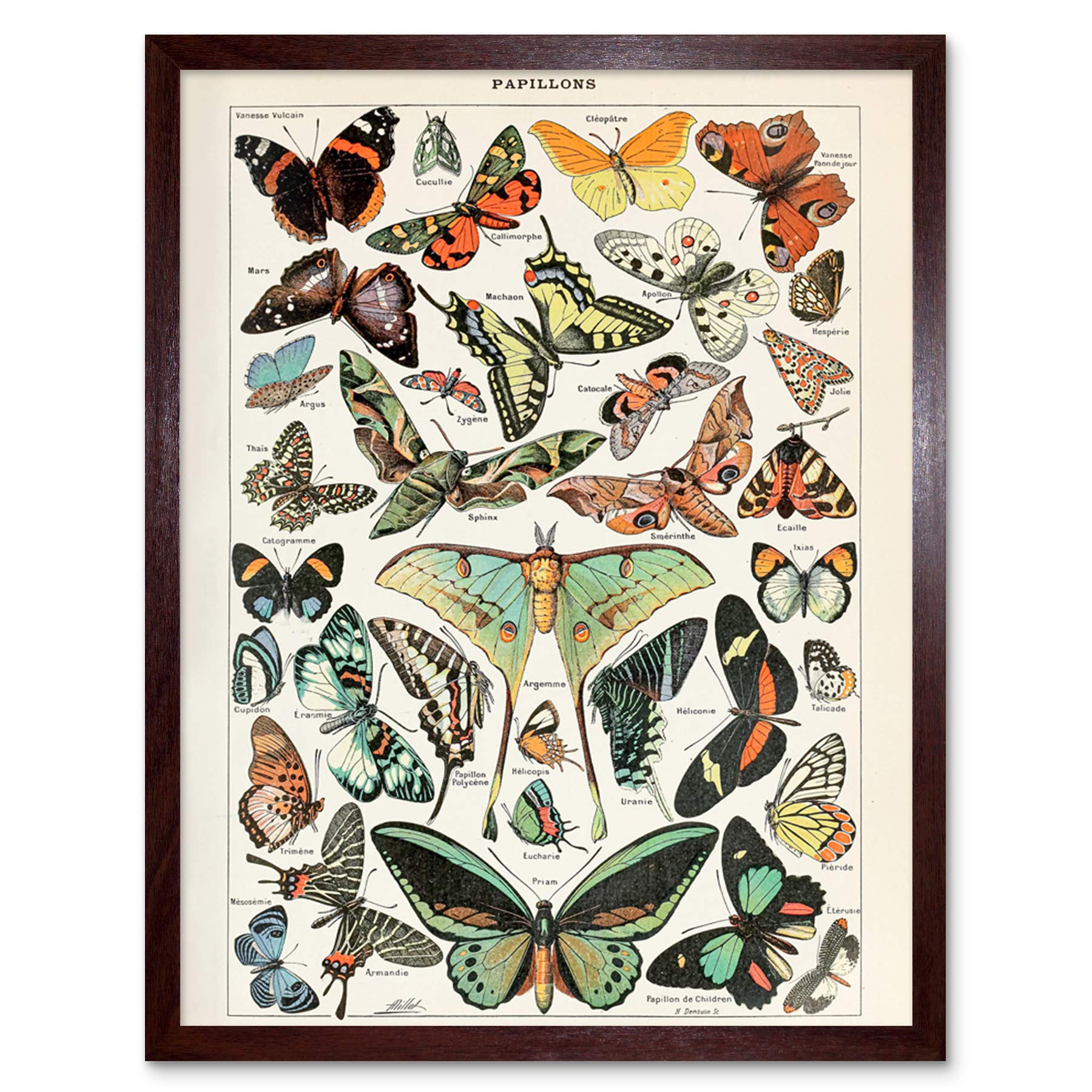 Artery8 Millot Encyclopedia Page Variety Butterflies Art Print Framed Poster Wall Decor 12x16 inch