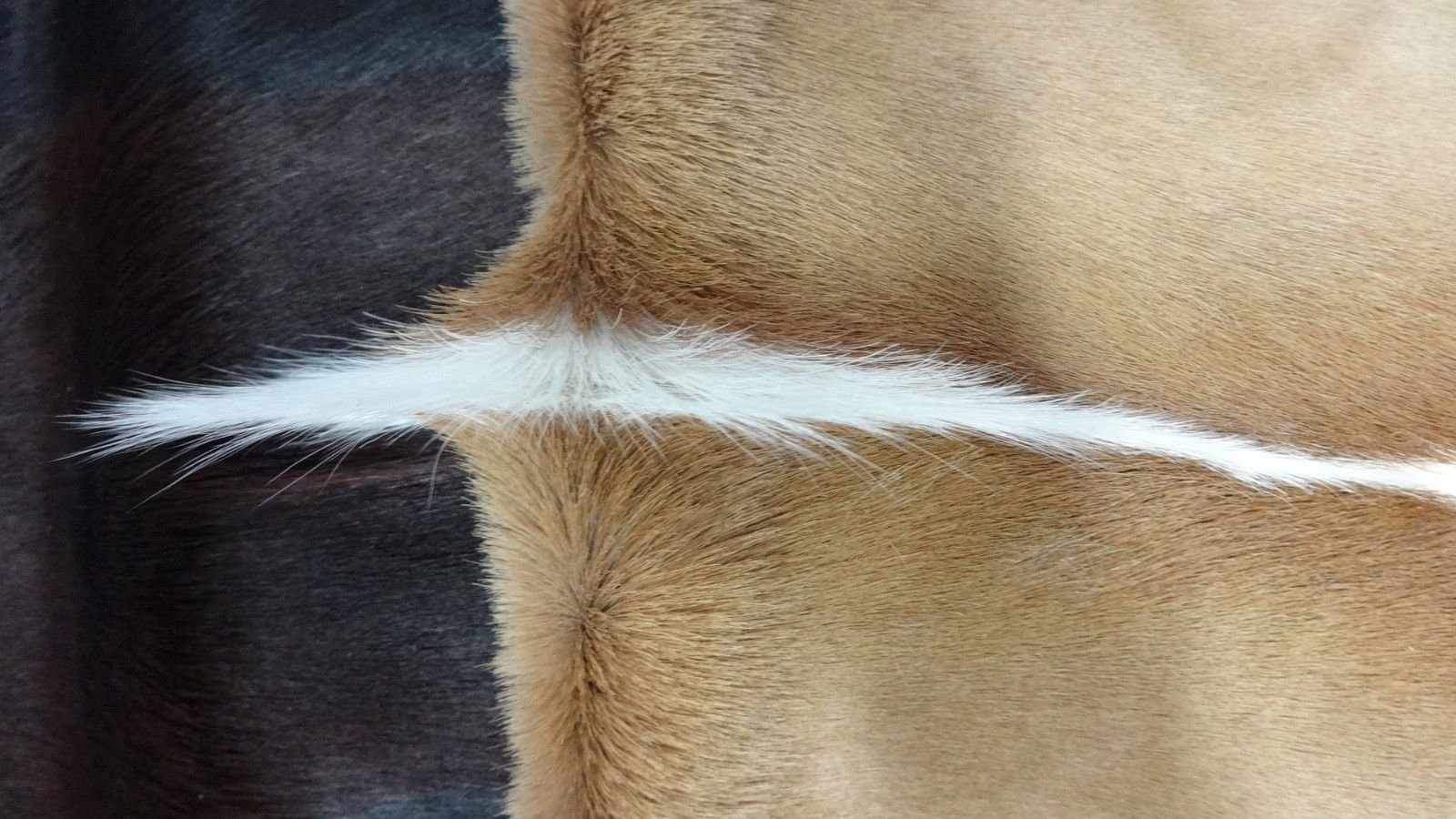 Amazon.co.jp: 天然大型アフリカのSPRINGBOKスキン カモシカの皮 XXXL