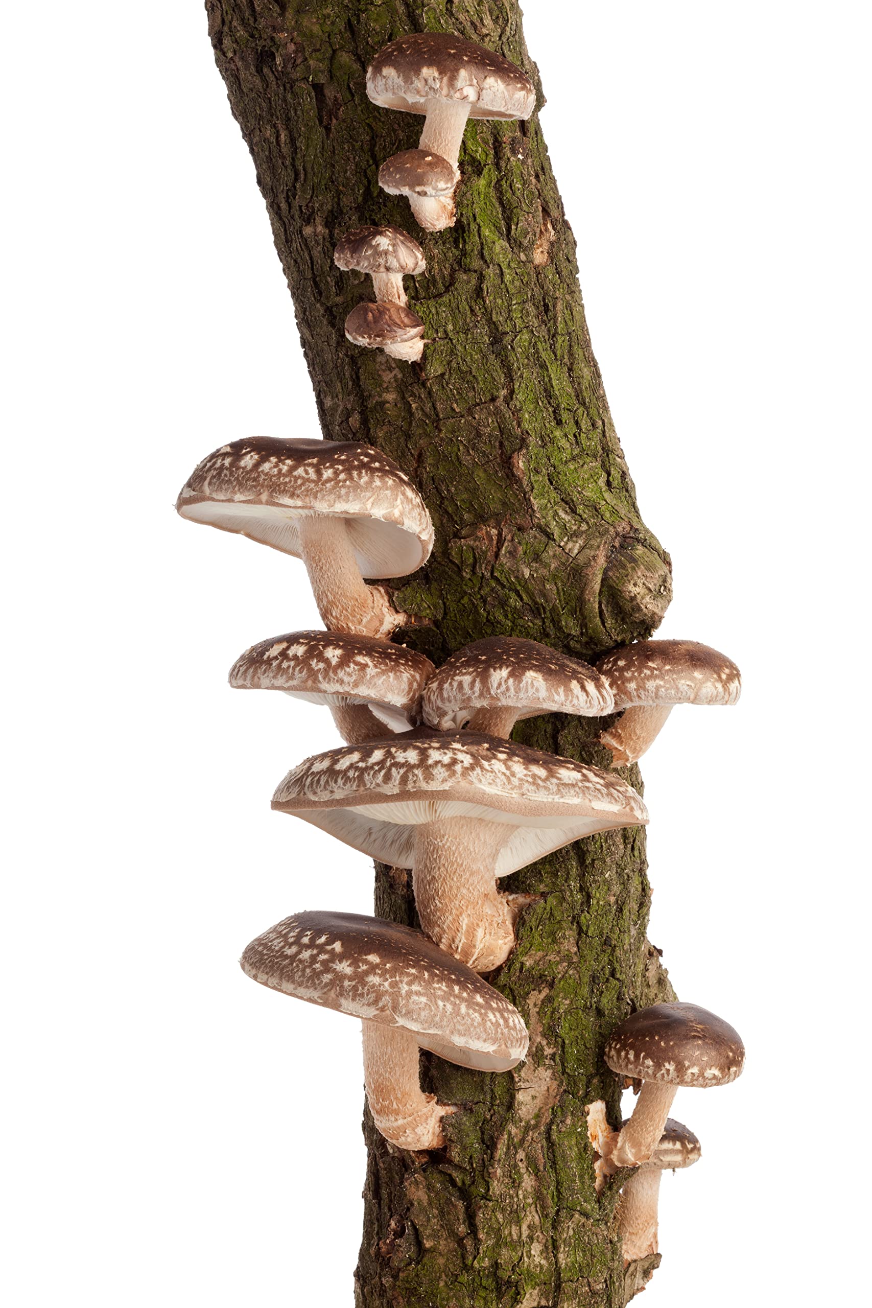 HIFAS - Tronco productor de Setas Shiitake - Autocultivo de Seta de Shiitake sobre Troncos de Madera, Dimensiones del tronco 80-100cm , Perfecto para el Cultivo de Setas en casa, Mushroom Growing Kit