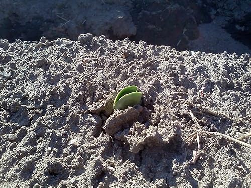 Miniatura 2 de 100 Semillas - Semilla de frijoles Lupini "SWEET LUPINI" (Lupinus albus) ¡Cultiva el aperitivo nacional italiano!