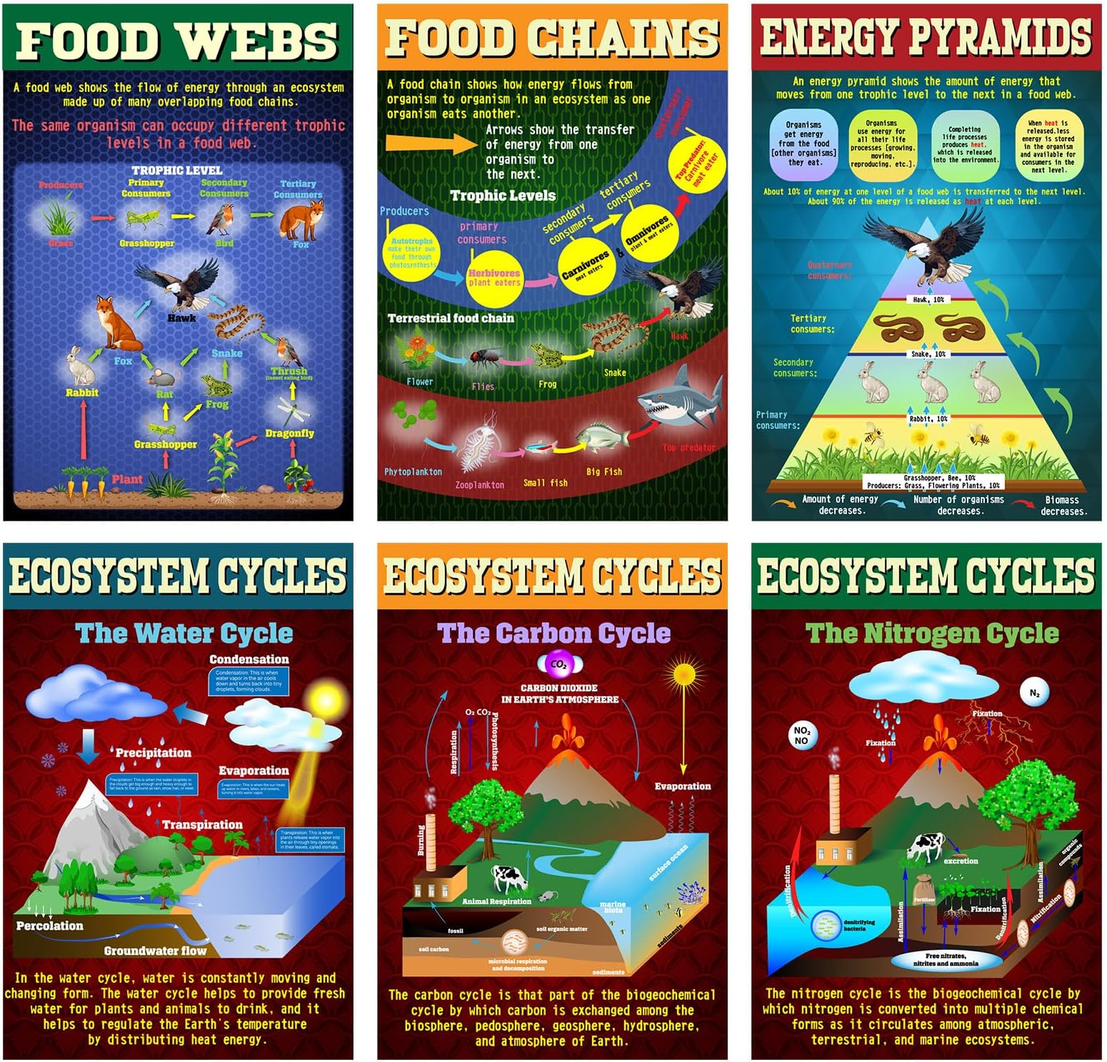 Pasimy 6 Pcs Ecosystems Teaching Poster Set Science Posters Ecosystems Cycle Food Web Food Chain Energy Pyramids Bulletin Board Posters for Primary Middle School Science Biology Classroom Decorations