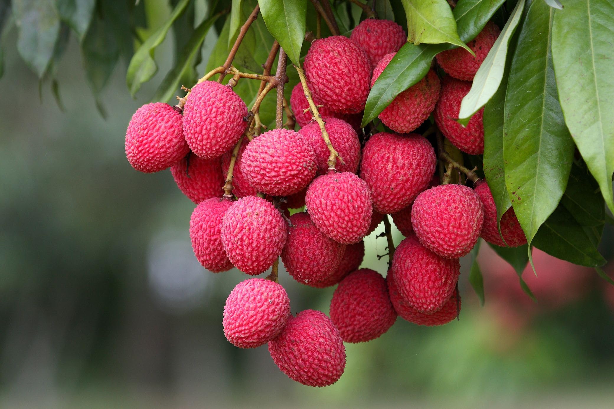 Pyanabi Bombai Litchi Plant Tropical Rare Exotic Air Layered Lychee Tree (height 1-1.5 Feet) Litchi Plant Hybrid Fruit After 1.5-2 Year Live Fruit Plant For Home Garden (B0BRVLSTML) Amazon Price History, Amazon Price Tracker