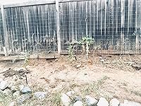 Review Image by Feli Feli