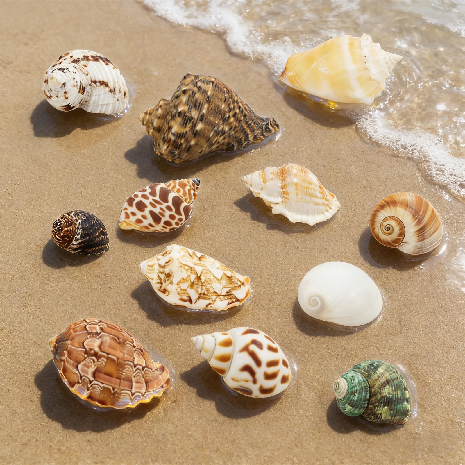 12 Pièces Coquillages Mixtes Coquillages Marins, 3-9 CM Deco Aquarium, Naturels Coquille Saint Jacques Vide, Pas Perforé Coquillage Decoration pour Sac de Fête DIY Lampe Coquillage Paillettes