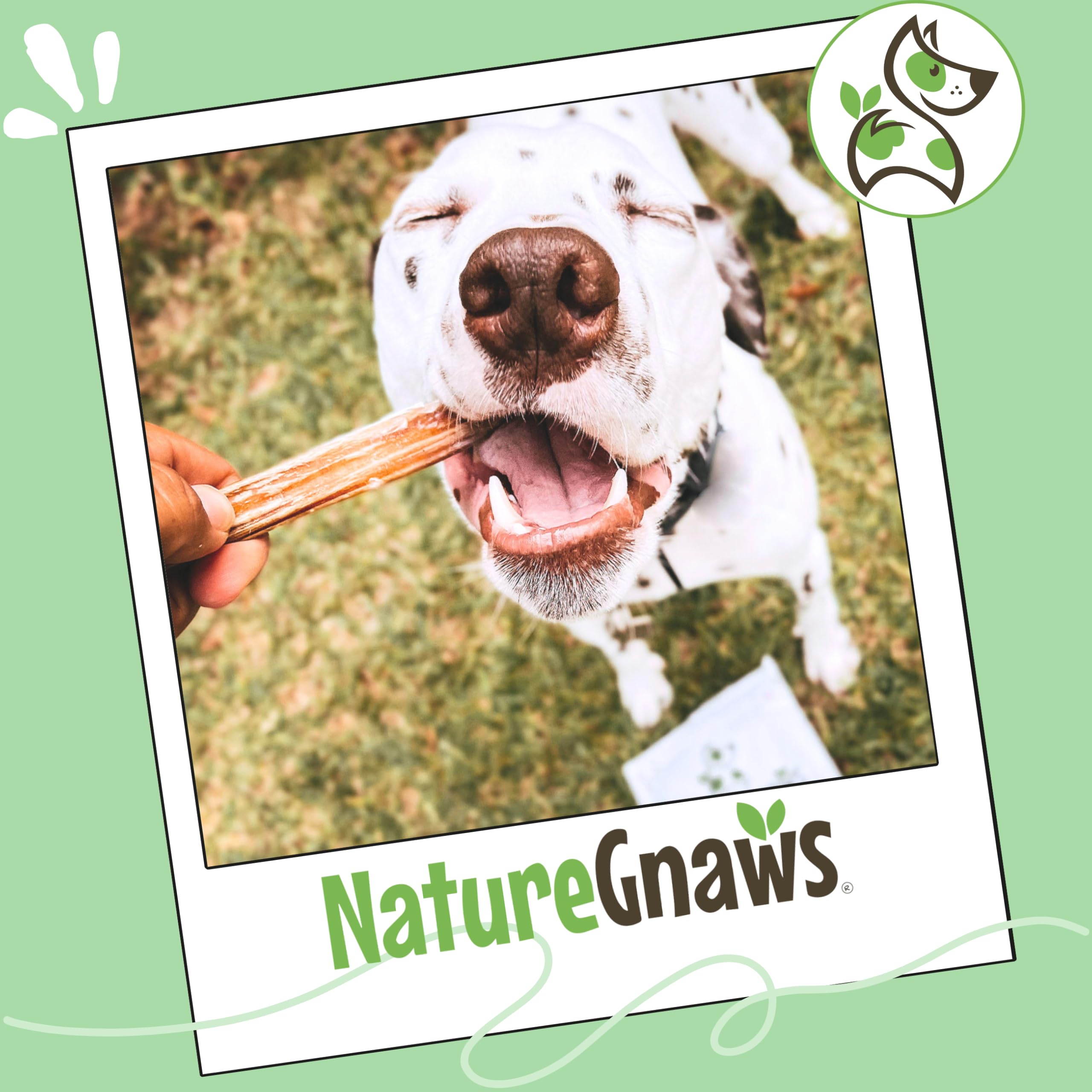 Nature Gnaws Grande bullo bastoni - Tutti Naturale Premio ruspanti Nutrito d'erba Manzo Cane Mastica 5-6"(10 Pacco)