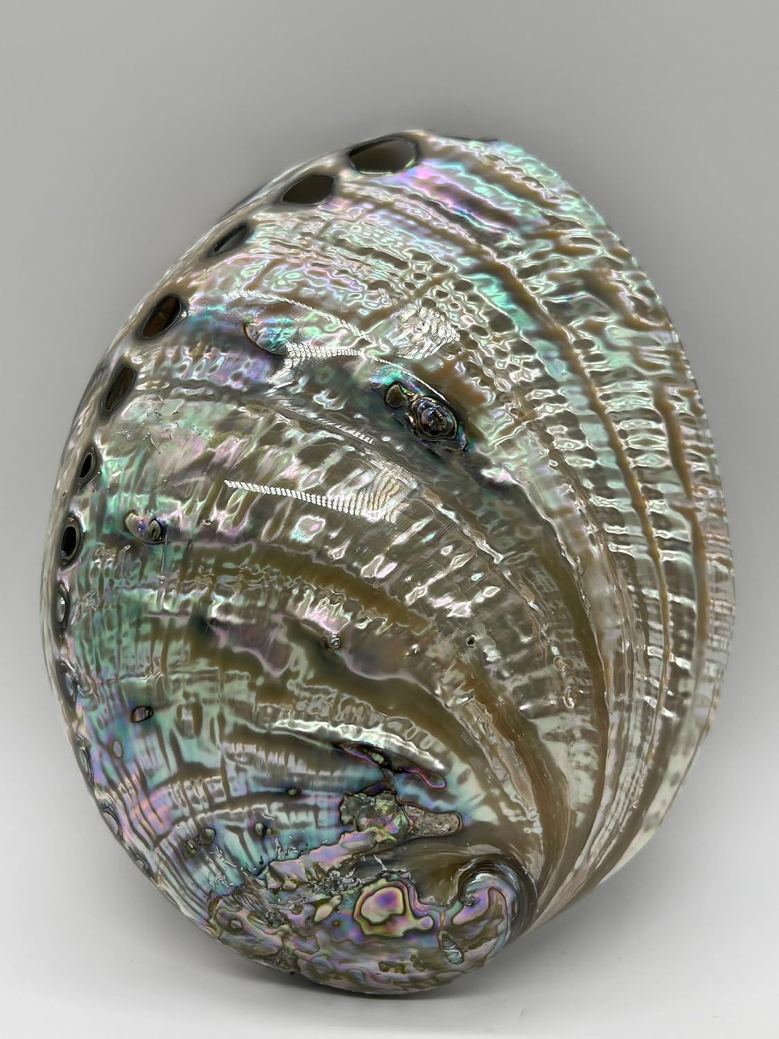 Abalone Shell Polished Both Sides 6-7", Seashell Incense Burner, Smudge Bowl for Holding Smudge Sticks, Incense, Crafts, Display