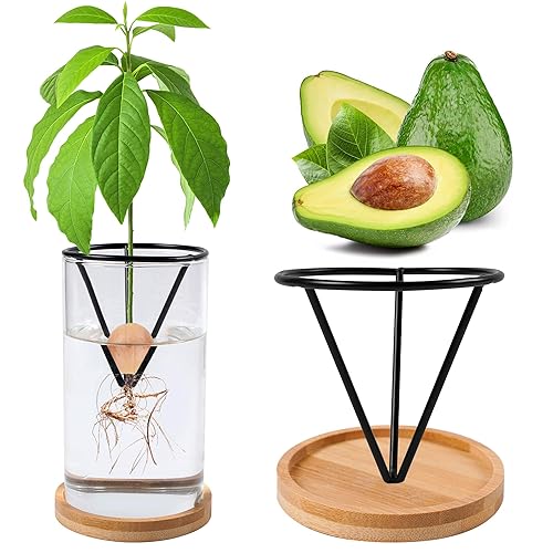 Avocado Tree Growing Kits, Avocado Growing Vase Wooden Base Avocado