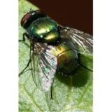 The House Fly and How to Suppress It