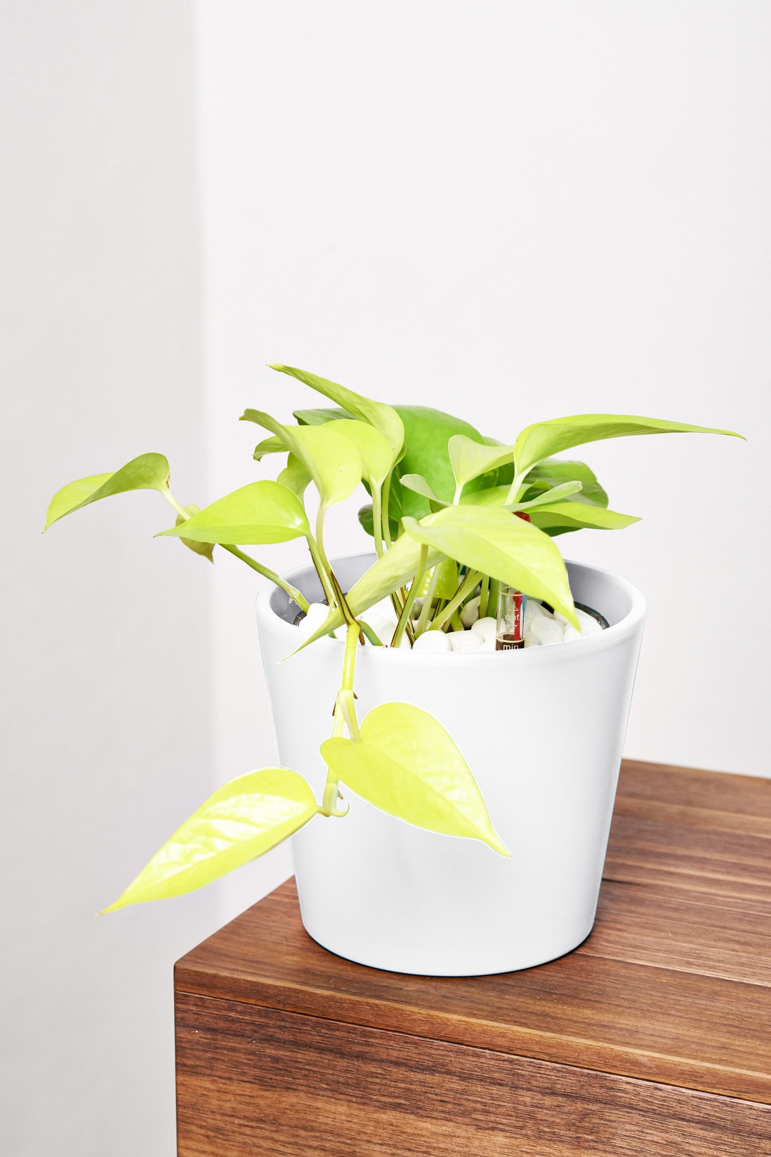 EVRGREEN | Zimmerpflanze Efeutute in Hydrokultur mit weiem Topf als Set |  Epipremnum pinnatum: Amazon.de: Garten