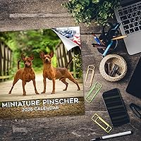 Vista 1292 de Razas de Perros 2017