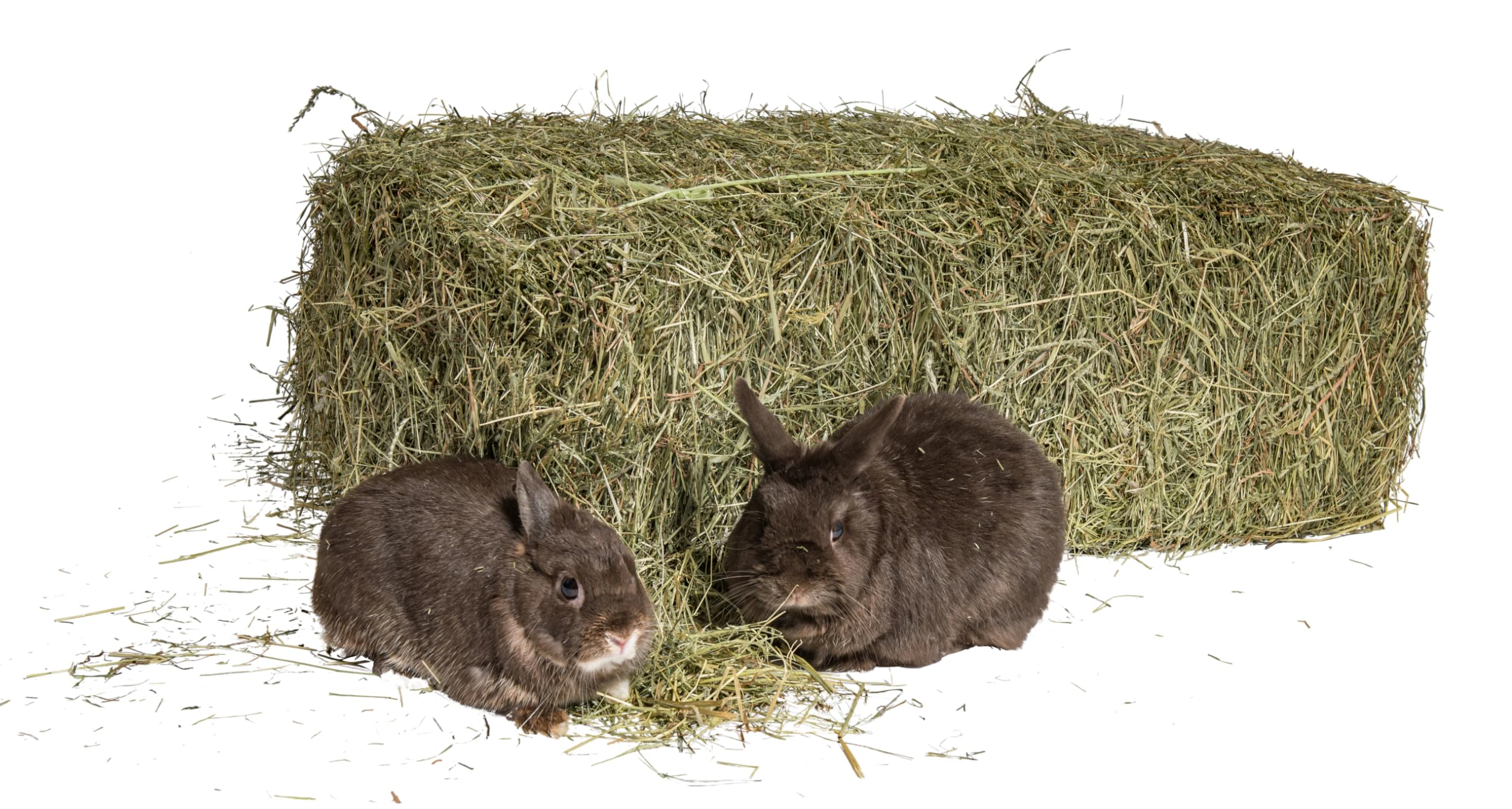 Carton-Bon marché I Foin 10 kg Balles de Foin pour cochons d'Inde Paille