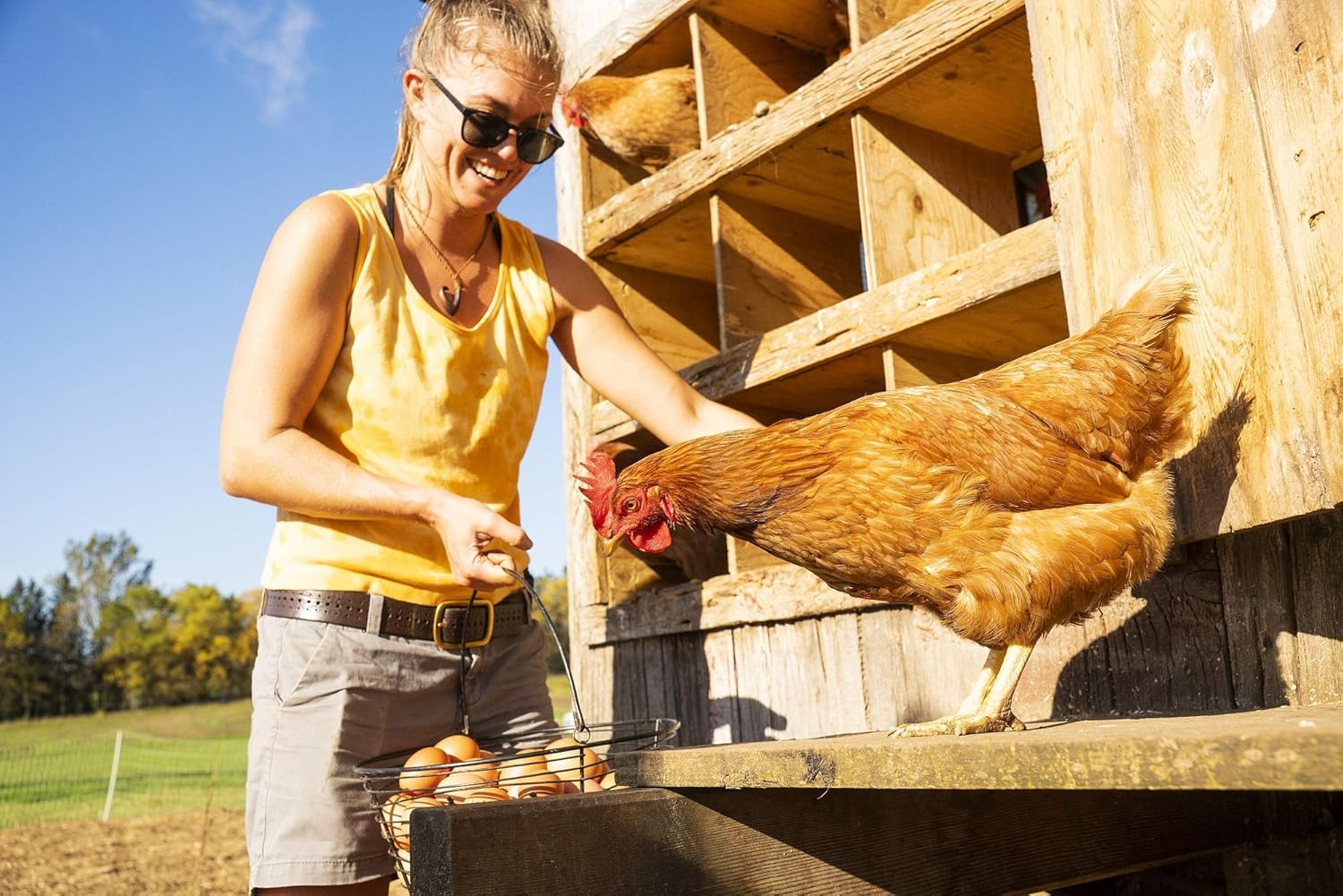 Combo Pack of 2 Natural 1.1Lbs Dried BSF Larvae, More 90X Calcium Than Mealworms, Poultry Feed with More Balanced Calcium Fortified for Laying Eggs of Chicken, Birds, Extra .2 Pound Bonus, 35 Ounce