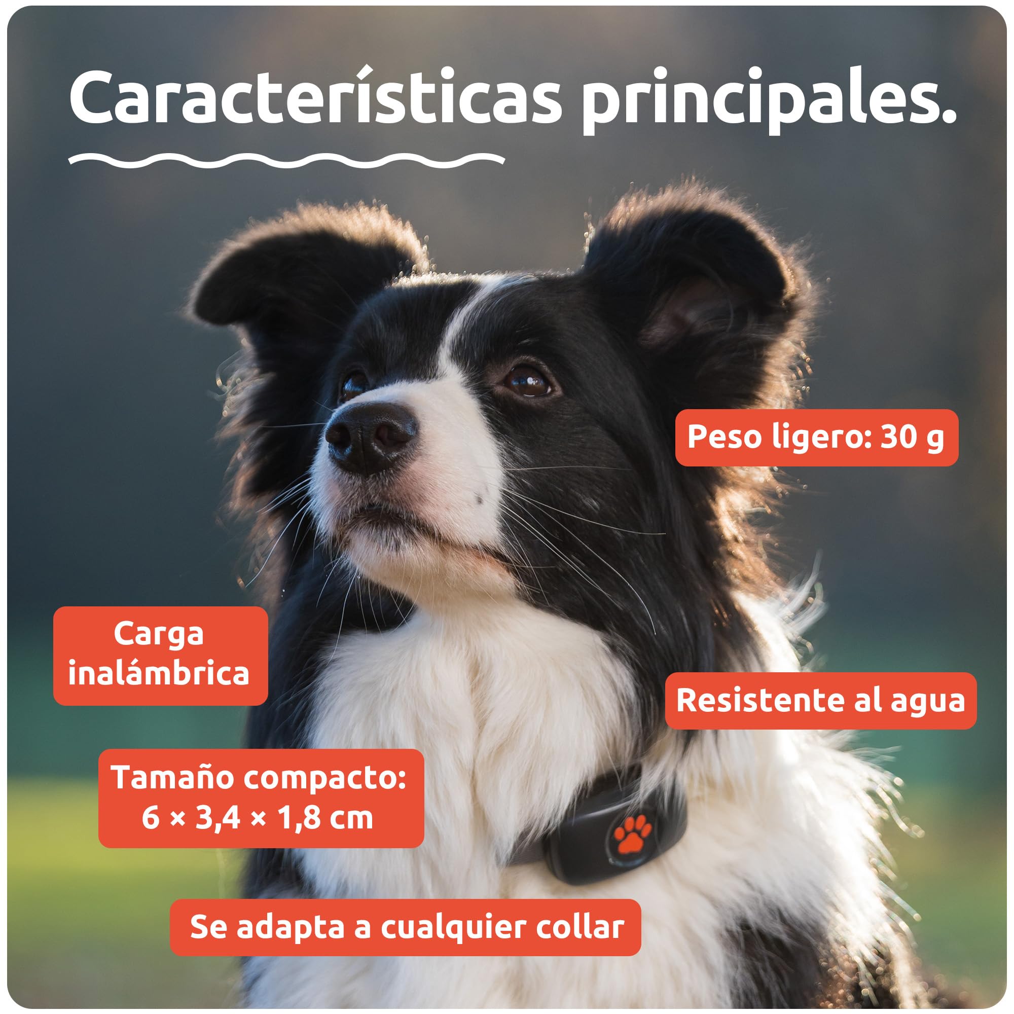 Pitpat Localizador GPS Perros - Sin Suscripción - Rastreador De Actividad Inteligente, Rastreo Vía Satélite con Alcance Ilimitado - Rastreador De Mascotas 100% Impermeable (Negro)