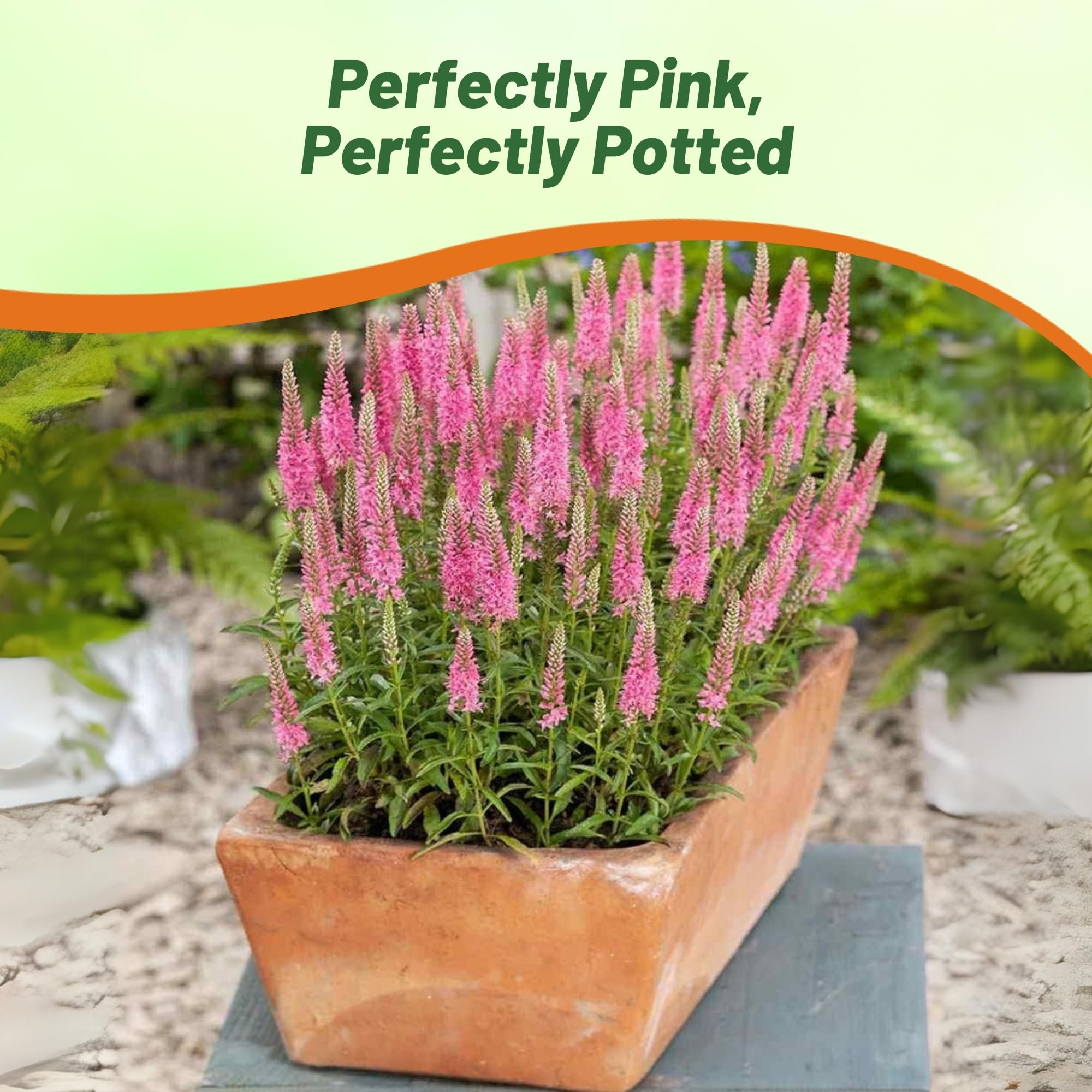 rosemary plant to buy Rosemary Herb  Pike Nursery