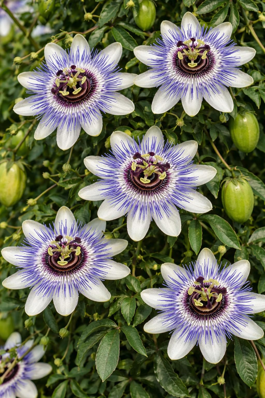Winterharte Passionsblume Passiflora caerulea 60–70 cm – mehrjährige exotische Kletterpflanze – frostresistent & pflegeleicht – ideal für Garten, Balkon & Terrasse