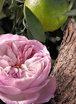 クロエ　ローズ　ナチュレル オードパルファム　インテンス　100ml クロエ ローズ ナチュレル オードパルファム インテンス