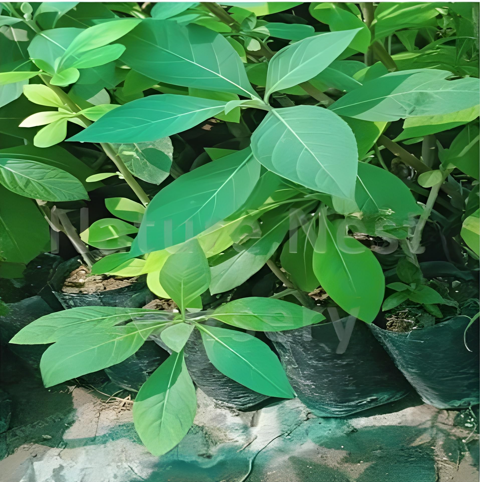 Pro Kissan - Gurmar/Gudmar Live madhunashini Plant | Gymnema sylvestre Tree (Pack of 1 Plant) (B0D9SJ68HR) Amazon Price History, Amazon Price Tracker