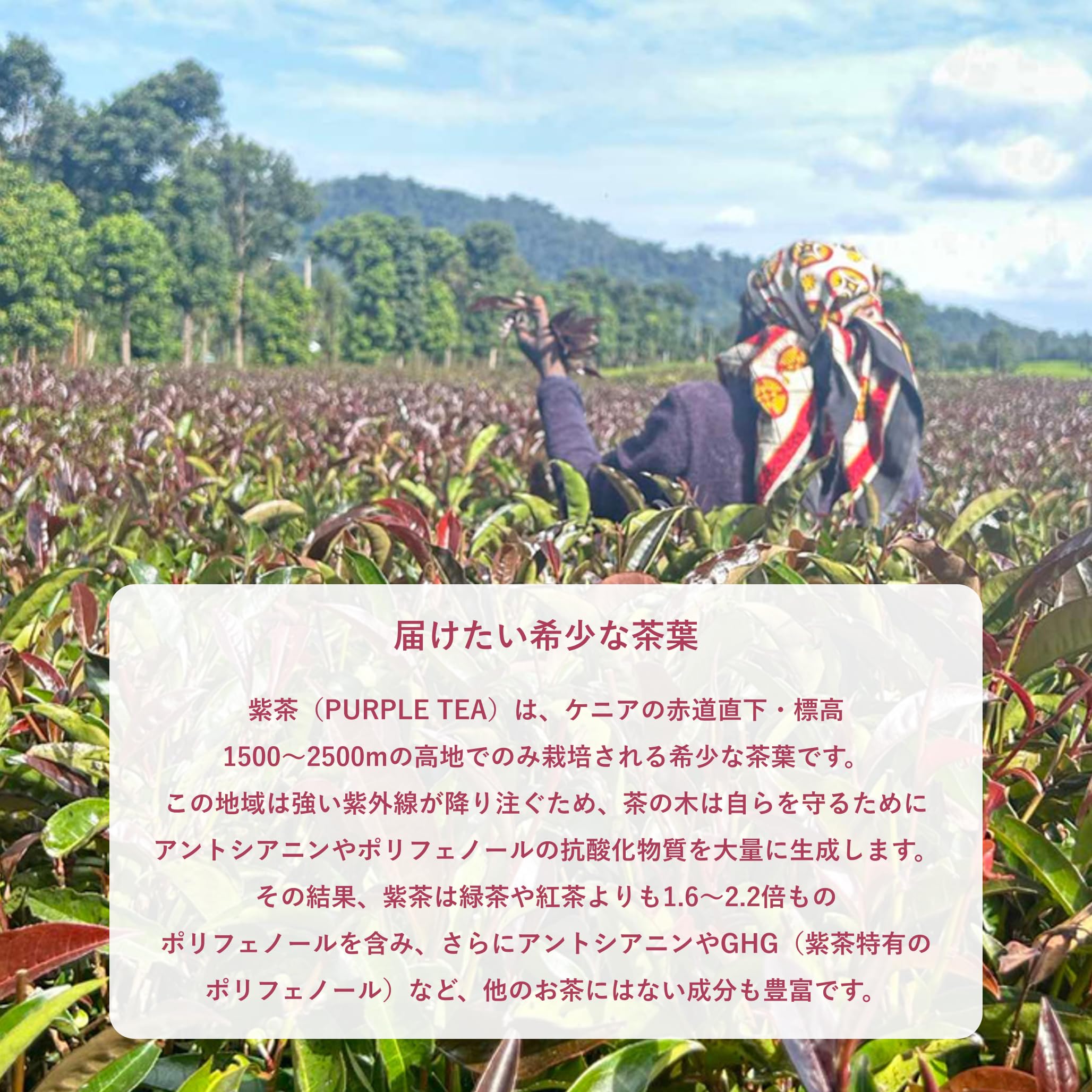 Amazon.co.jp: パープルティー(紫茶) クラシックカールズ - PURPLE TEA