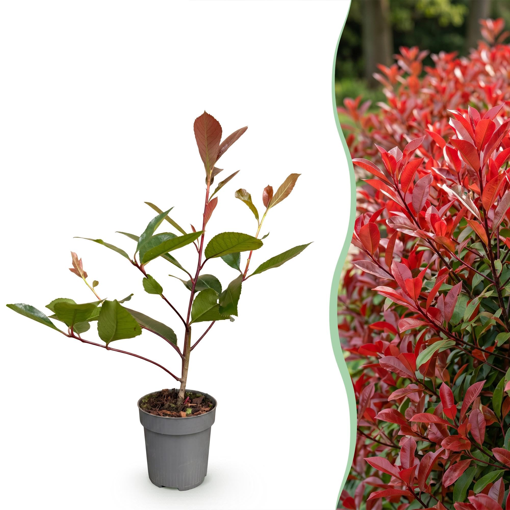 Green boutiQ - 16x Photinia fraseri Red Robin - Glanzmispel - Heckenpflanzen - Immergrün - Rot - Topf 9cm - Höhe 25-35cm