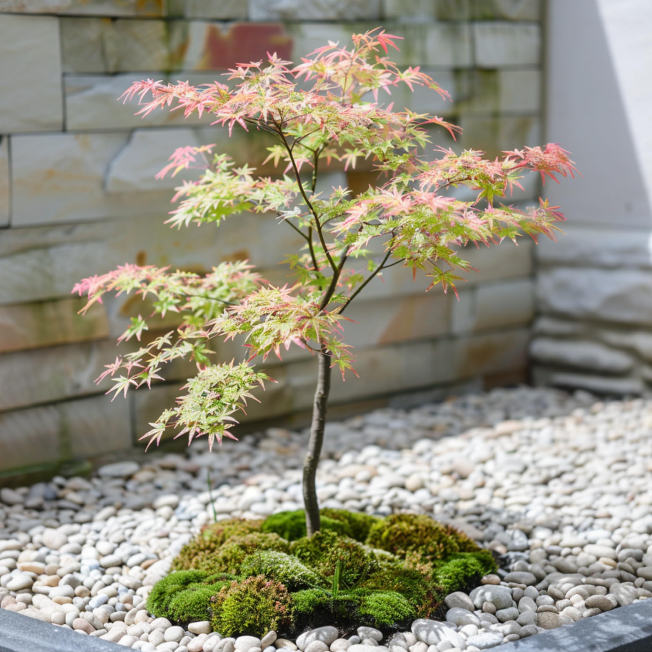 Plant in a Box - Érables du Japon - Set de 2 - Acer palmatum 'Taylor' - Hauteur 35-55cm - Pot 15cm - Plante d’extérieur - Vert - Rose