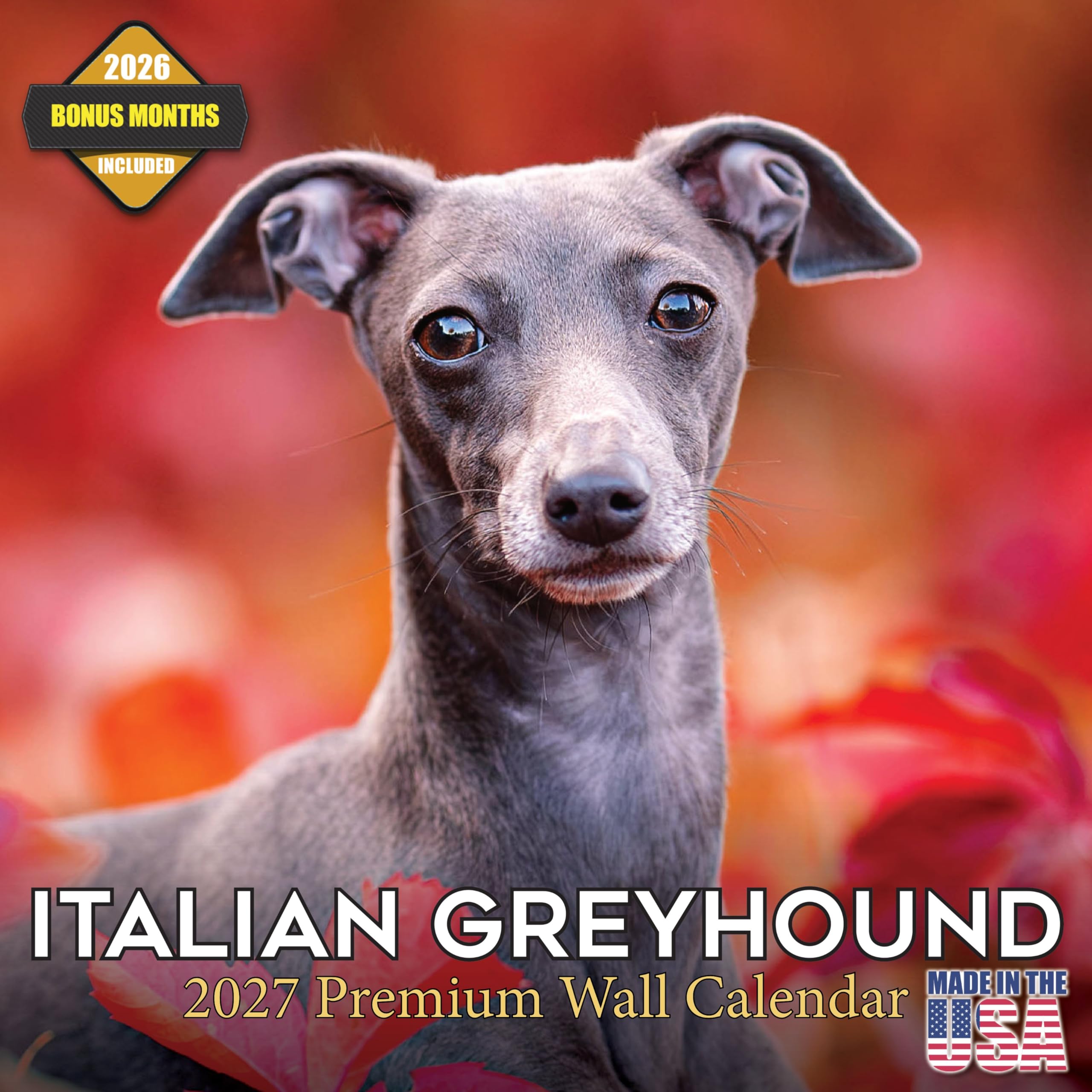 Italian Greyhound Calendar 2027 16 Month Wall Calendar 2026 2027 โ image 1