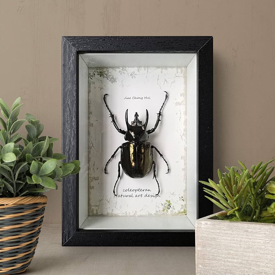 昆虫標本 木製フレーム 大型 Amazon.co.jp: Lurrose 標本ケース 標本箱 木製 ディスプレイ