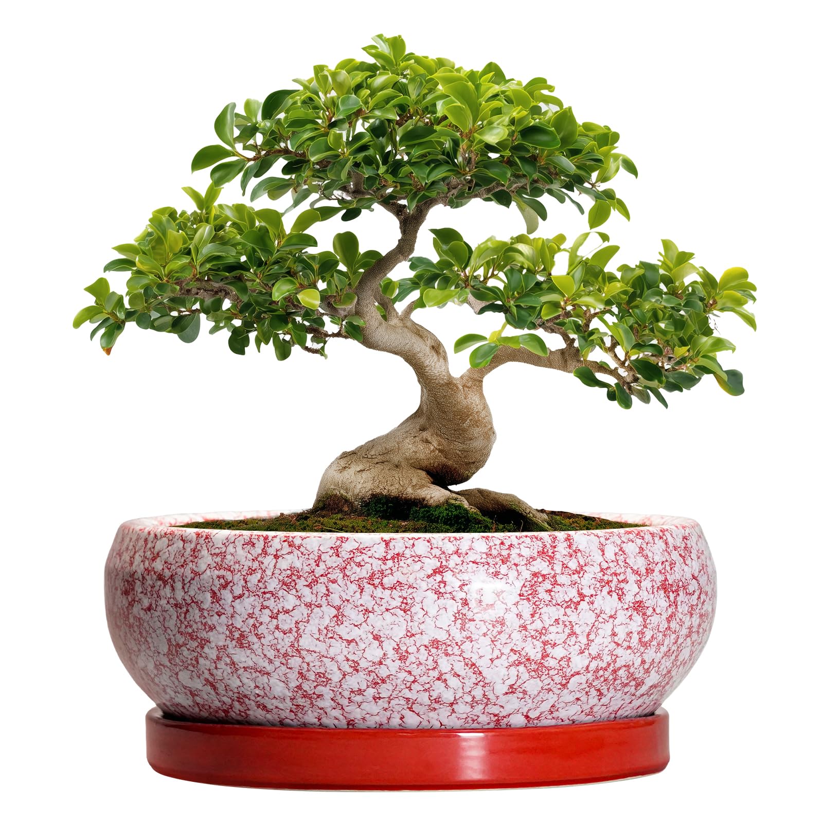Bonsai Tree Pots 13 Inch Ceramic Planter