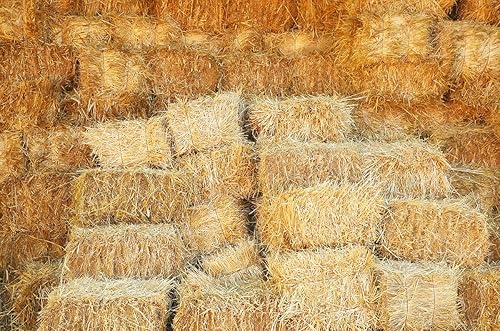 Miniatura 1 de 1 pie cúbico de paja de trigo 100% natural (4 libras)