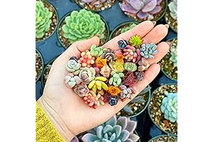 Vibrant Mixed Succulent Seeds for Thriving Indoor and Outdoor Gardens