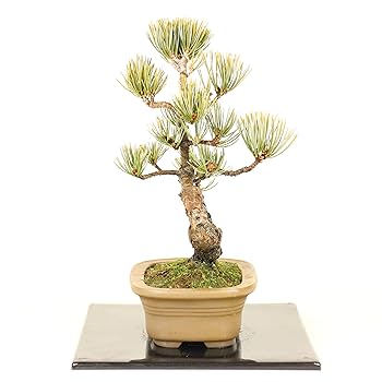Amazon.co.jp: 清香園 縁起のいい五葉松の盆栽 お誕生日、お祝い