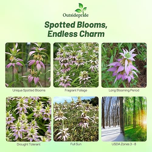 Miniatura 2 de Outsidepride Perennial Monarda Spotted Bee Balm Garden Cut Flower Plant Semillas - 500 semillas