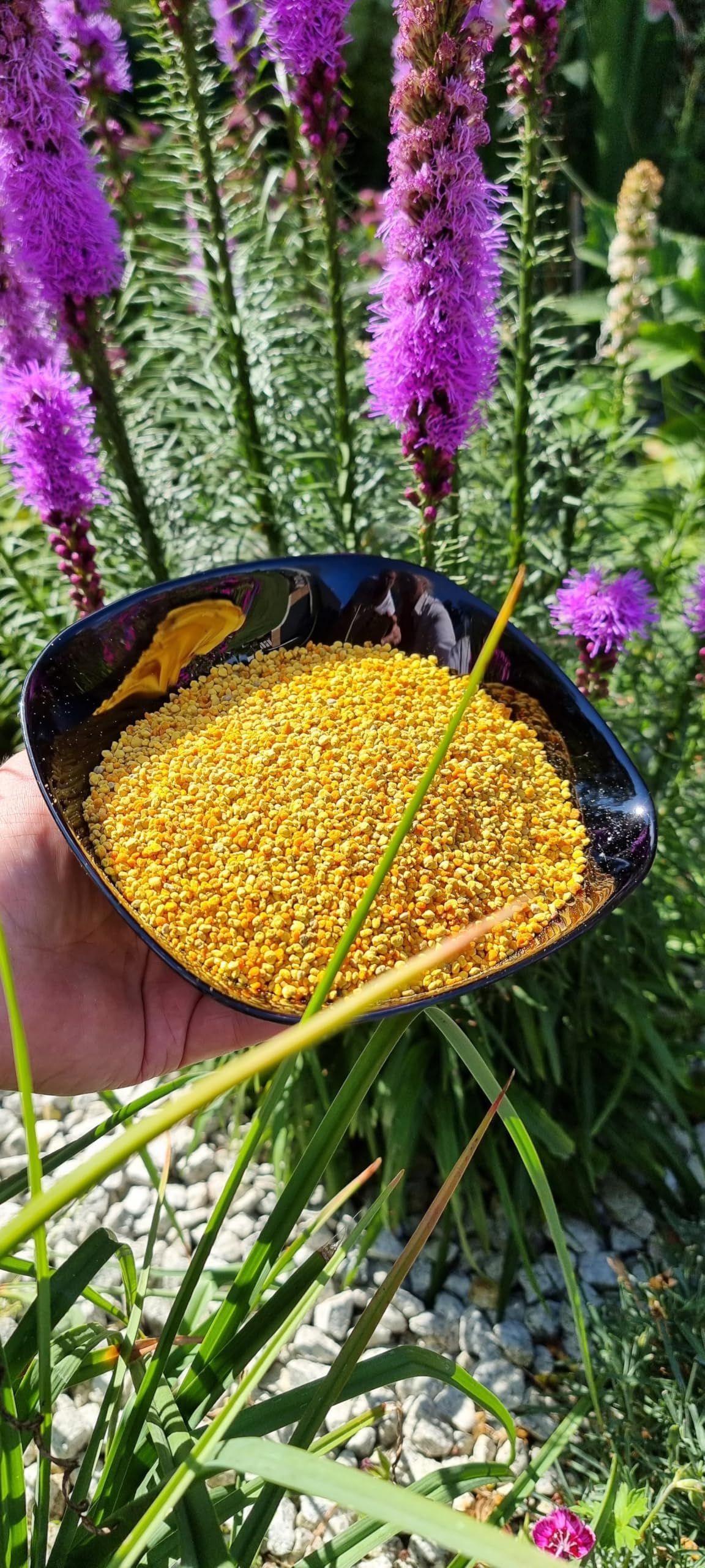Natural Food Pollen d'abeille de Pologne - 1 kg - Frais - Fabriqué par les abeilles | Le pollen de fleur