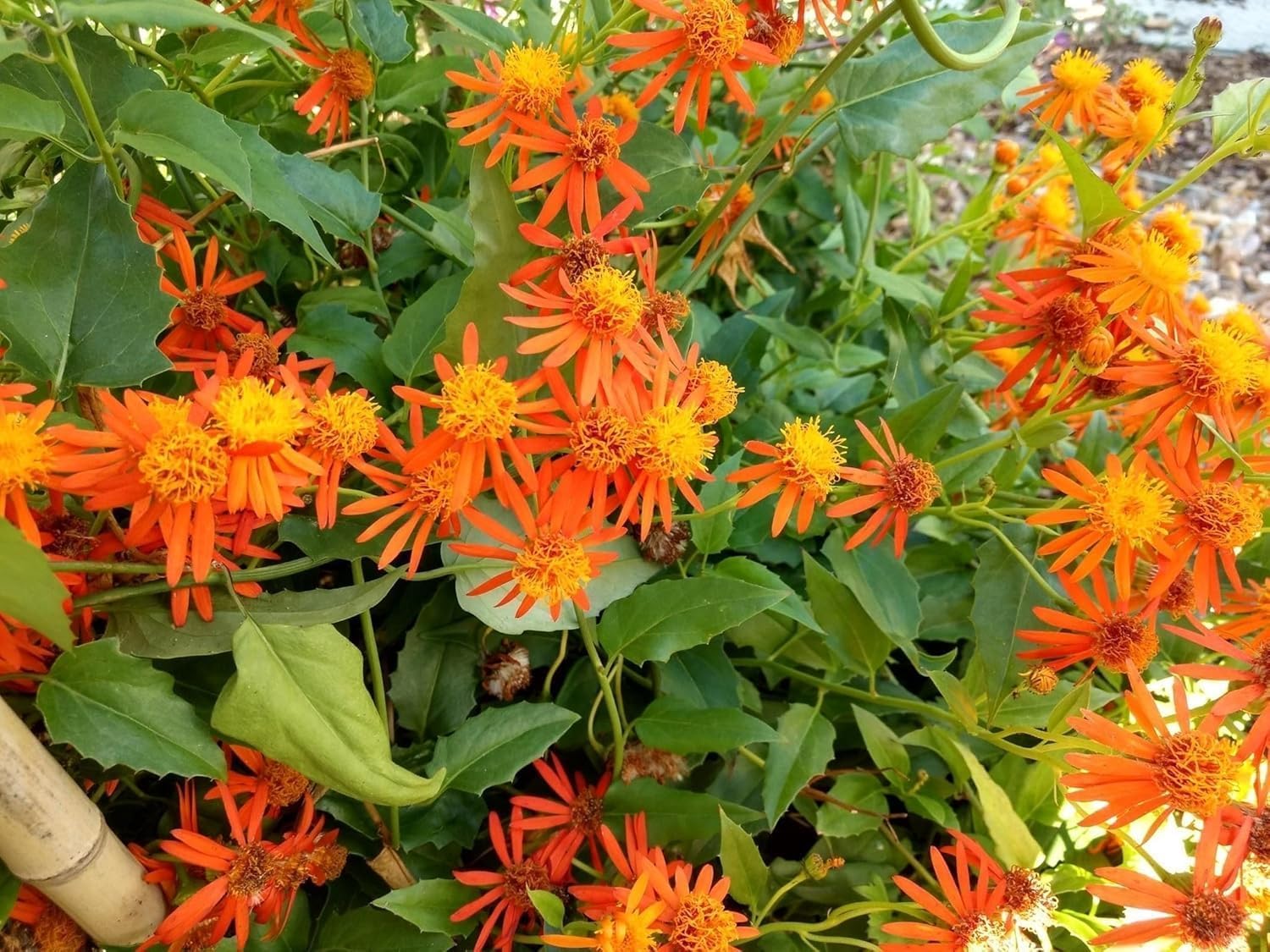 "Mexican Flame Vine for Garden Walls – Gorgeous Orange Blossoms for Any Landscape"-image-6