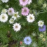 Jewels Mix Nigella Seeds - 1000 Pcs Annual Flower Seeds for Planting with Vibrant Blooms & Lacy, Fern-Like Foliage, Attractive Cut Flower for Small Garden Spaces & Floral Arrangements