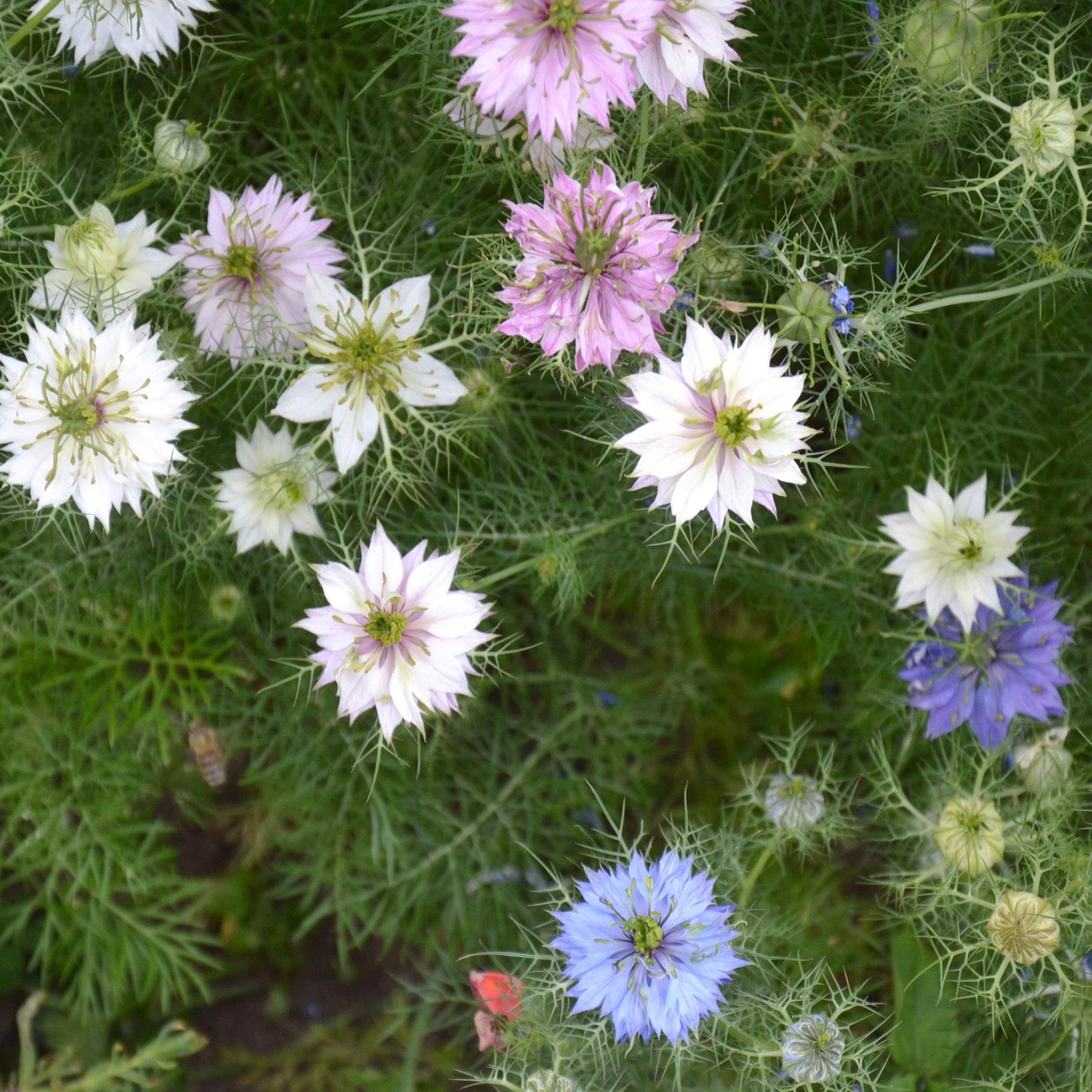 Jewels Mix Nigella Seeds - 1000 semillas anuales de flores para plantar con flores vibrantes y encaje, follaje similar a helecho, flor de corte atractivo para espacios de jardín pequeños