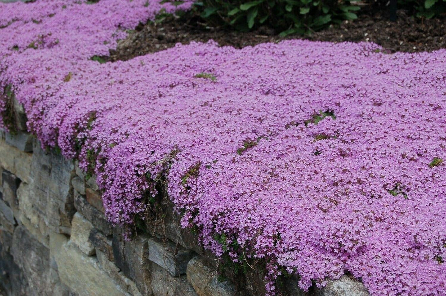 *Beauty* Creeping Thyme 5,000 Seeds, (PKD) Thymus serpyllum thym