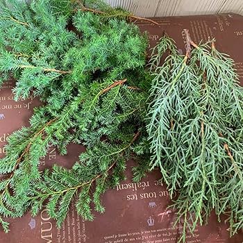 コニファー 2本セット ヒムロ杉とブルーアイス 鉢底から約70cm 楽天市場】コニファー（ブルーアイス：190cm） 10号