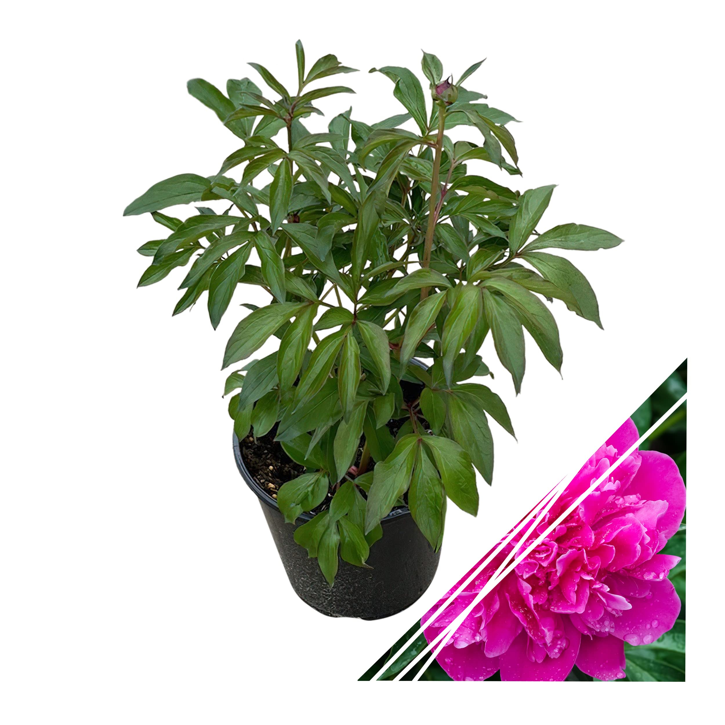Live Flowering Perennial Peony - Jadwiga