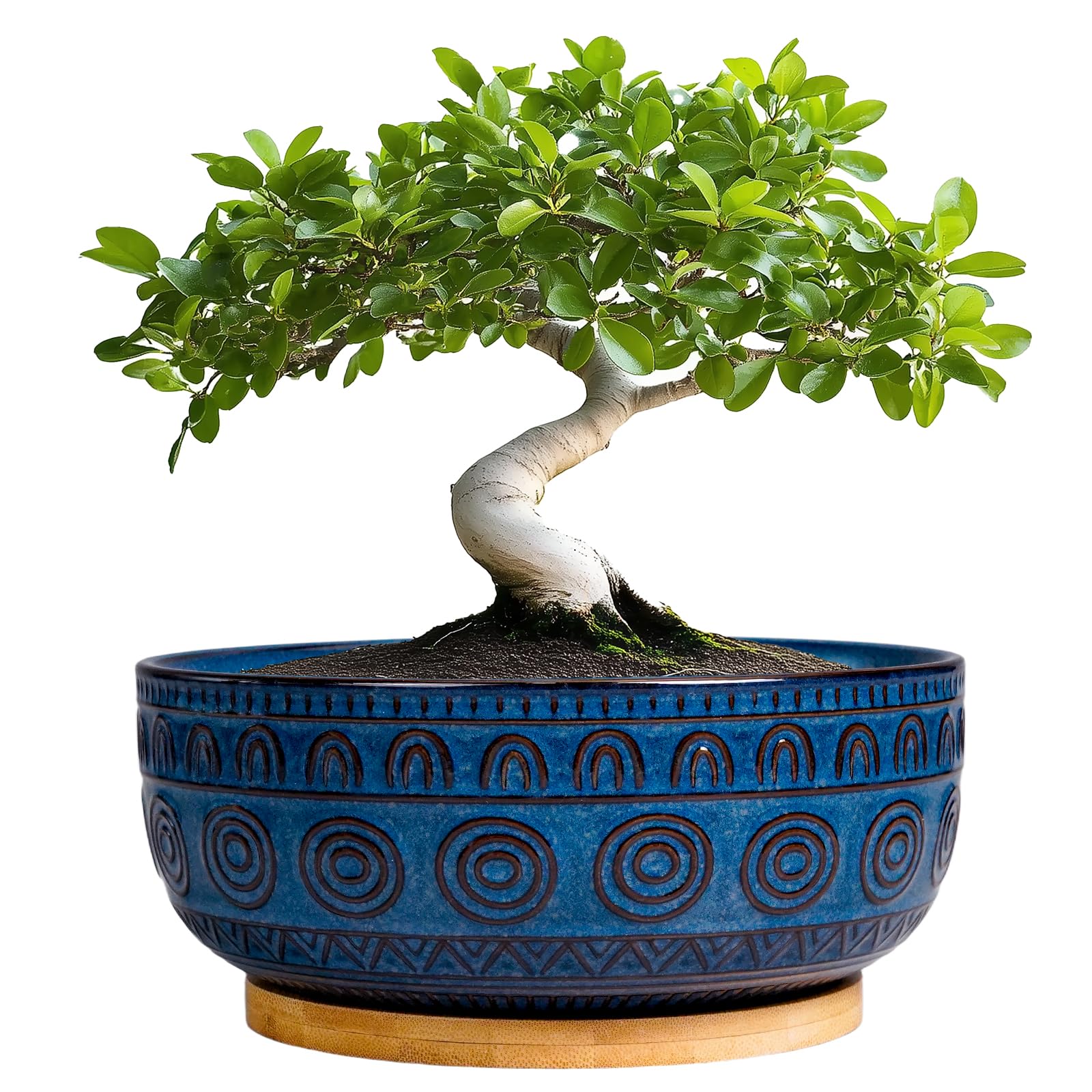 Eightpot Blue Bonsai Pot 8 Inch