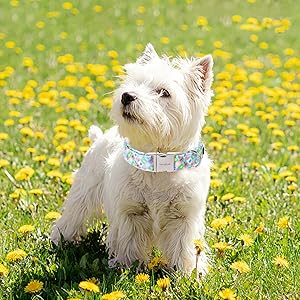 Unique Style Paws Summer Dog Collar, Cotton Girl Dog Collar with Boat Pattern, Comfy&Breathable Puppy Collar for Dog Gifts