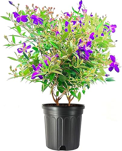 Miniatura 9 de Tibouchina - Flor de princesa enana I 10 plantas vivas I Lepidotal tamaño compacto, llamativas flores moradas, tolerantes al calor, ideal para