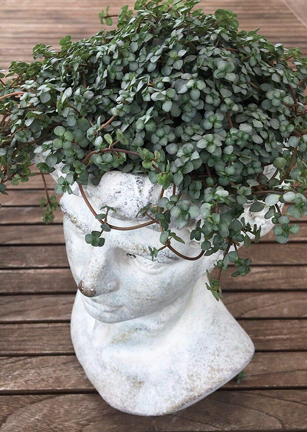 Yasirona Villa Lila Valo Plant Bust Garden Bust Roman Greek | Desertcart  Maldives
