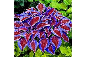 QAUZUY GARDEN's Hardy Perennial Hosta Bulbs for Planting