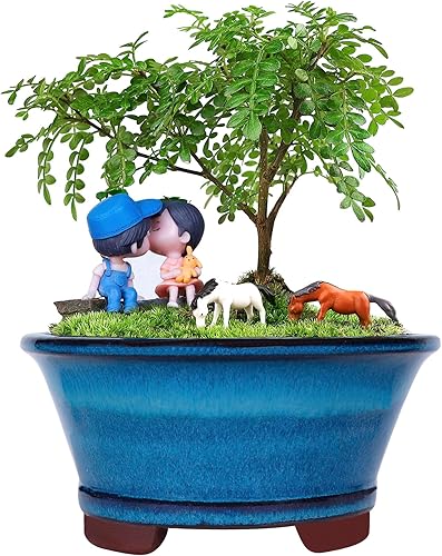 TINYVISTA Macetas redondas de cerámica para bonsái con orificio de drenaje, maceta pequeña de árbol bonsái con acabado esmaltado de 6.6 pulgadas,