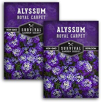 Purple Alyssum Seeds for Planting - Survival Garden Seeds (2 Pack)